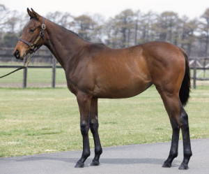 2013 Gorella King Kamehameha Yearling Filly; Courtesy JRHA