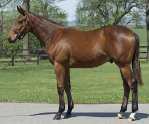 2013 Paita Deep Impact Yearling Colt; Courtesy JRHA