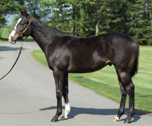 2013 Xua Heart's Cry Yearling Colt; Courtesy JRHA
