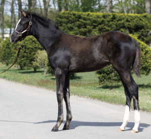 2014 Rising Cross Heart's Cry Weanling Filly; Courtesy JRHA
