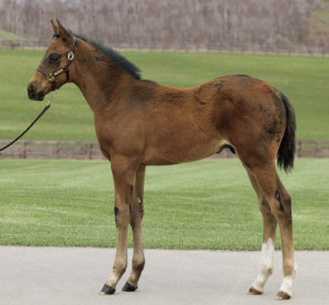 2014 Lady Shatzi / Deep Impact Colt; Courtesy JRHA